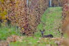 dsc_9618_f.jpg