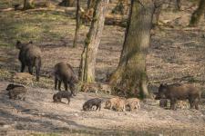 gemenc2_mk_0013.jpg