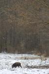 gemenc_mk_0010.jpg