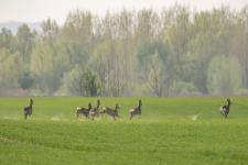 gemenc_mk_0021.jpg