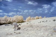 webir_mk_0006_resize.jpg